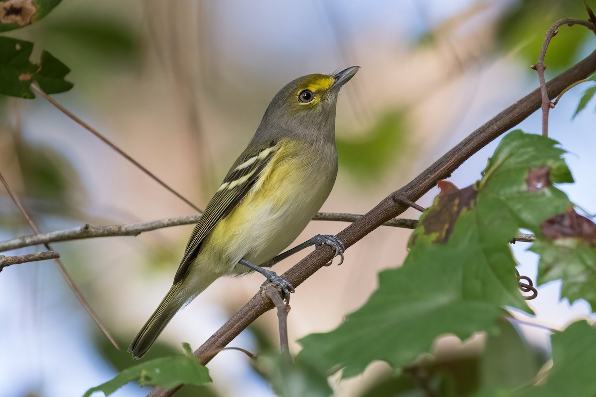 ML369440321 - White-eyed Vireo - Macaulay Library