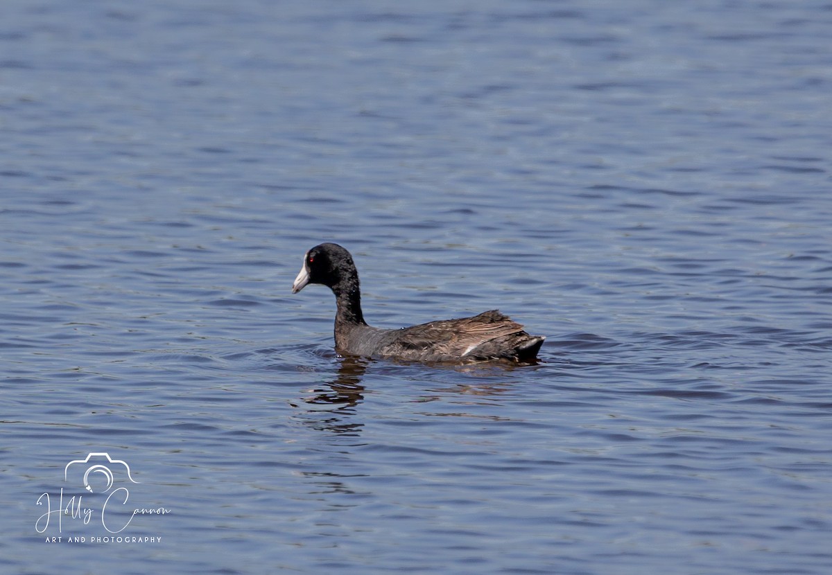 American Coot - Holly Cannon