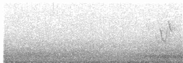 Плиска біла (підвид personata) - ML369444491