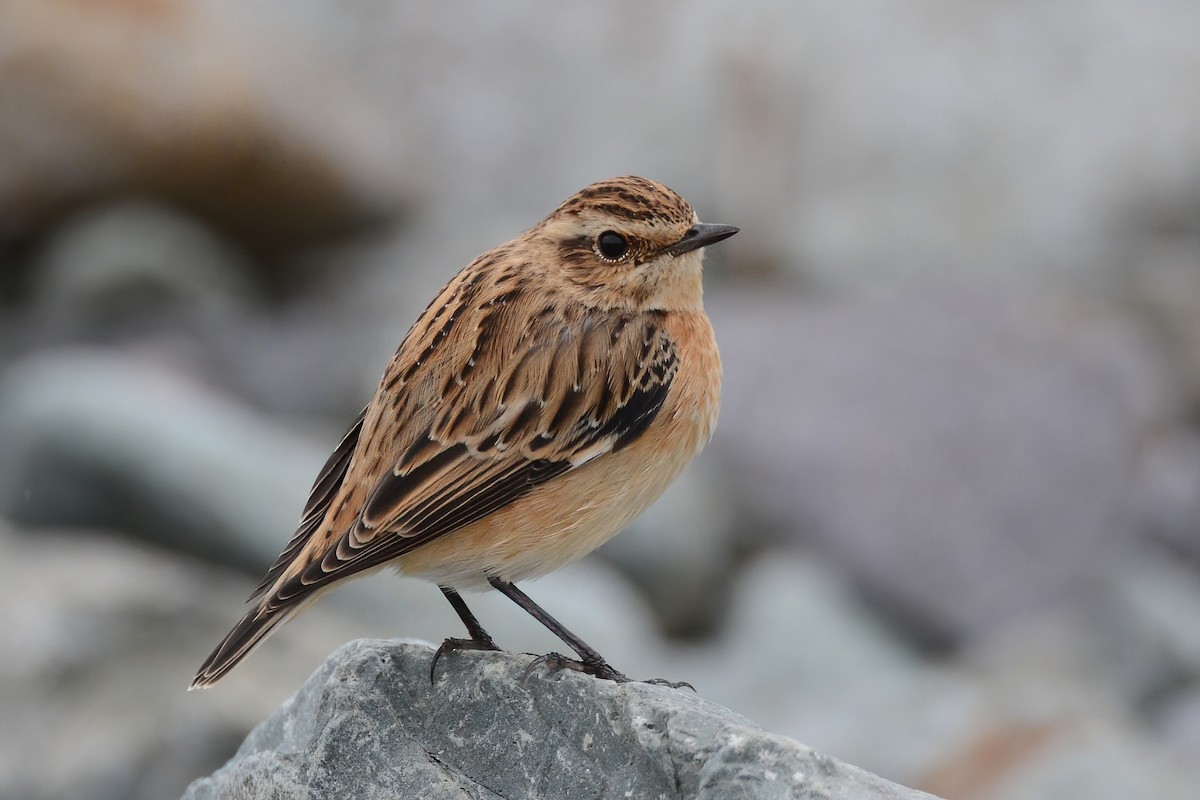 Whinchat - ML369451651