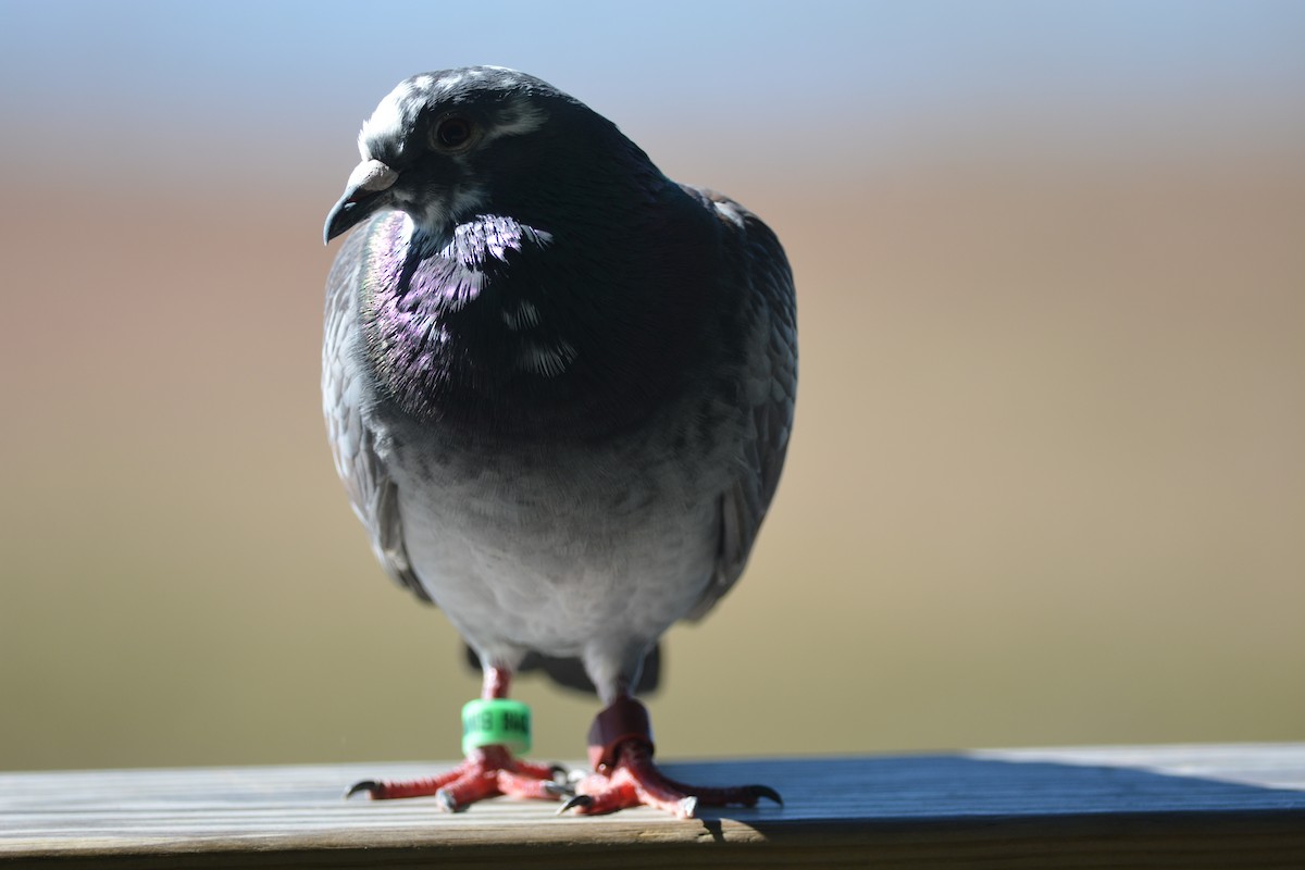 Rock Pigeon (Feral Pigeon) - Suzanne Sullivan