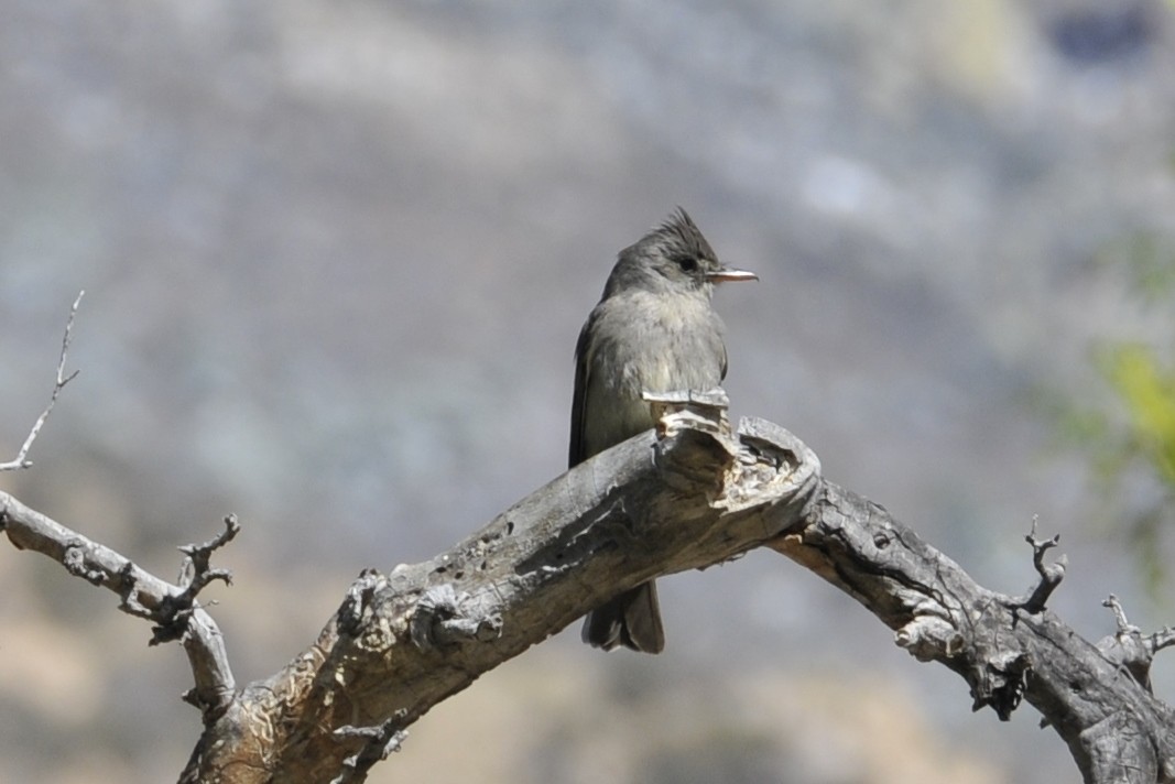 Greater Pewee - ML36945401