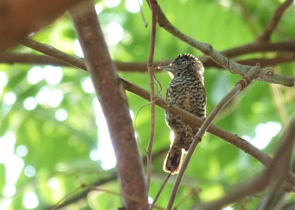 White-barred Piculet - ML369462341