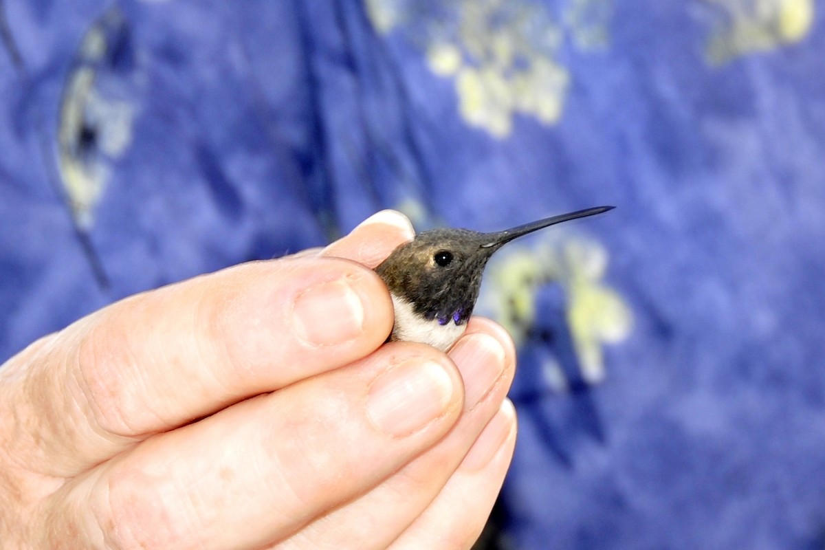 Black-chinned Hummingbird - ML36946261