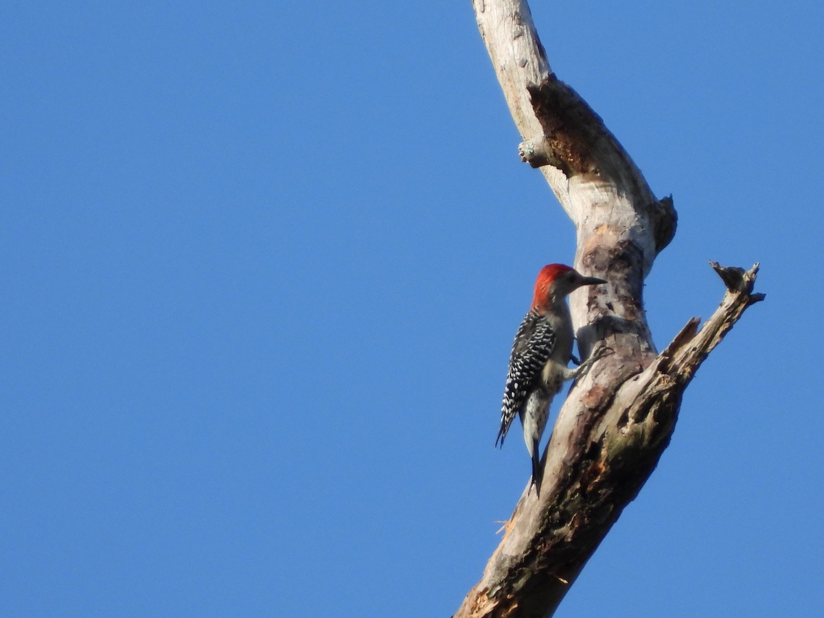 Red-bellied Woodpecker - ML369468991