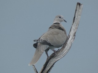 Eurasian Collared-Dove, ML369477021
