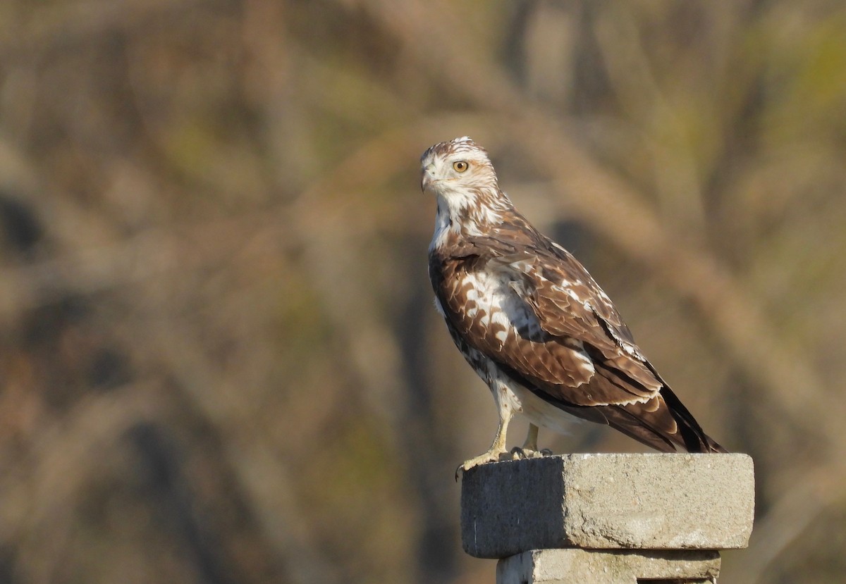 Red-tailed Hawk (Harlan's) - ML369484861