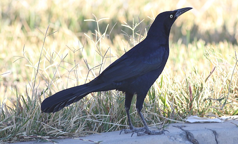 Great-tailed Grackle - Anonymous