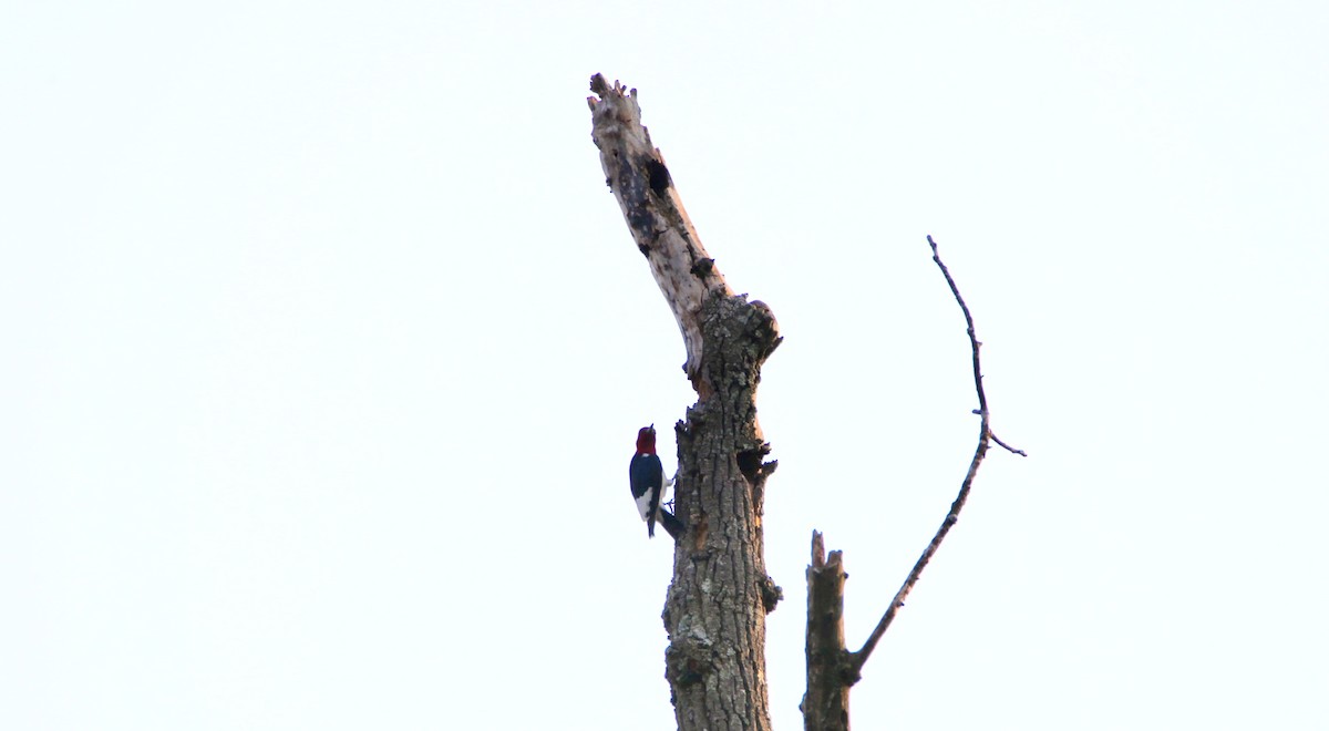 Red-headed Woodpecker - ML369491061