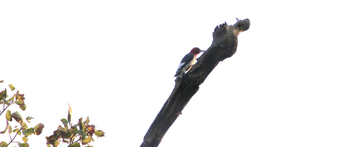 Red-headed Woodpecker - ML369491071