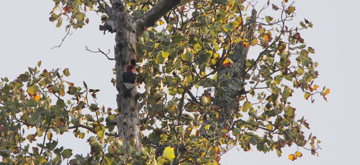 Red-headed Woodpecker - ML369491221