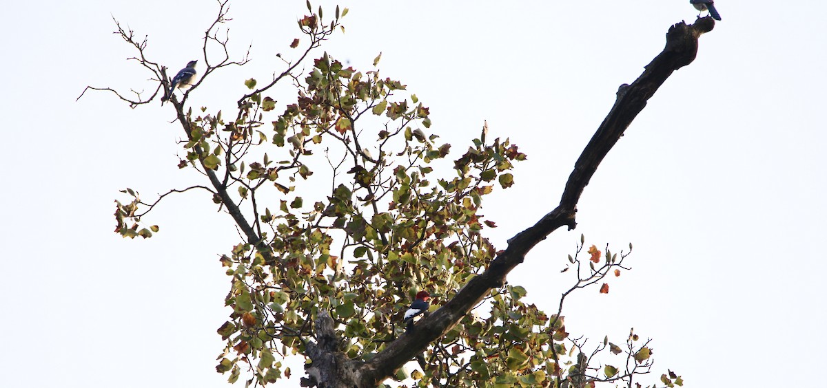 Red-headed Woodpecker - ML369491291