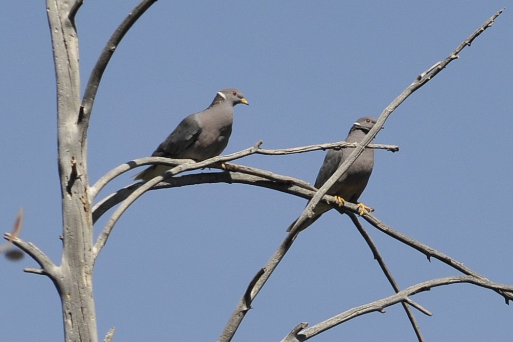 Band-tailed Pigeon - ML36949151