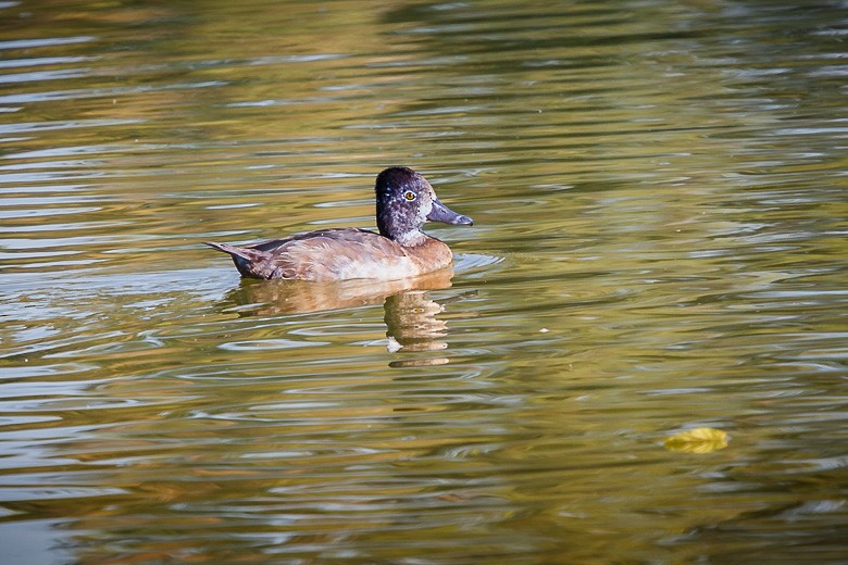 Ring-necked Duck - ML369502351
