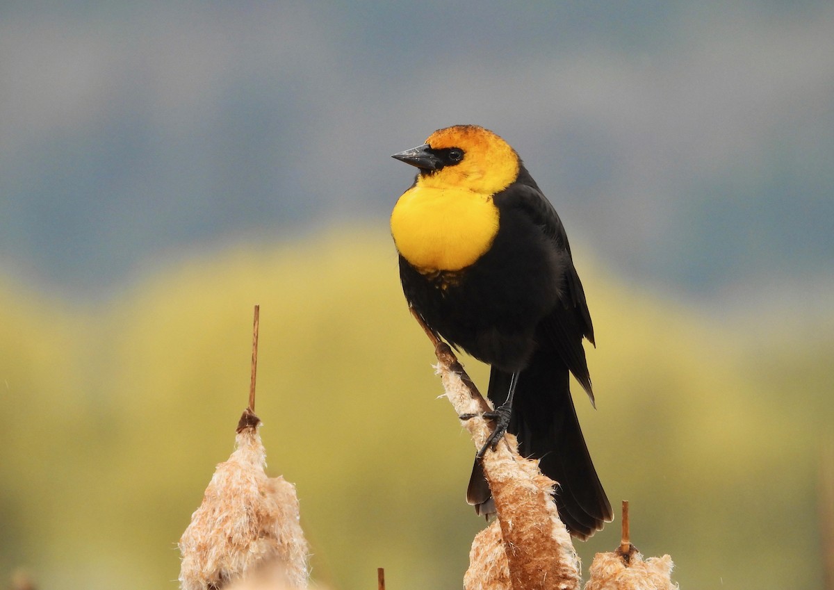 Yellow-headed Blackbird - ML369502461