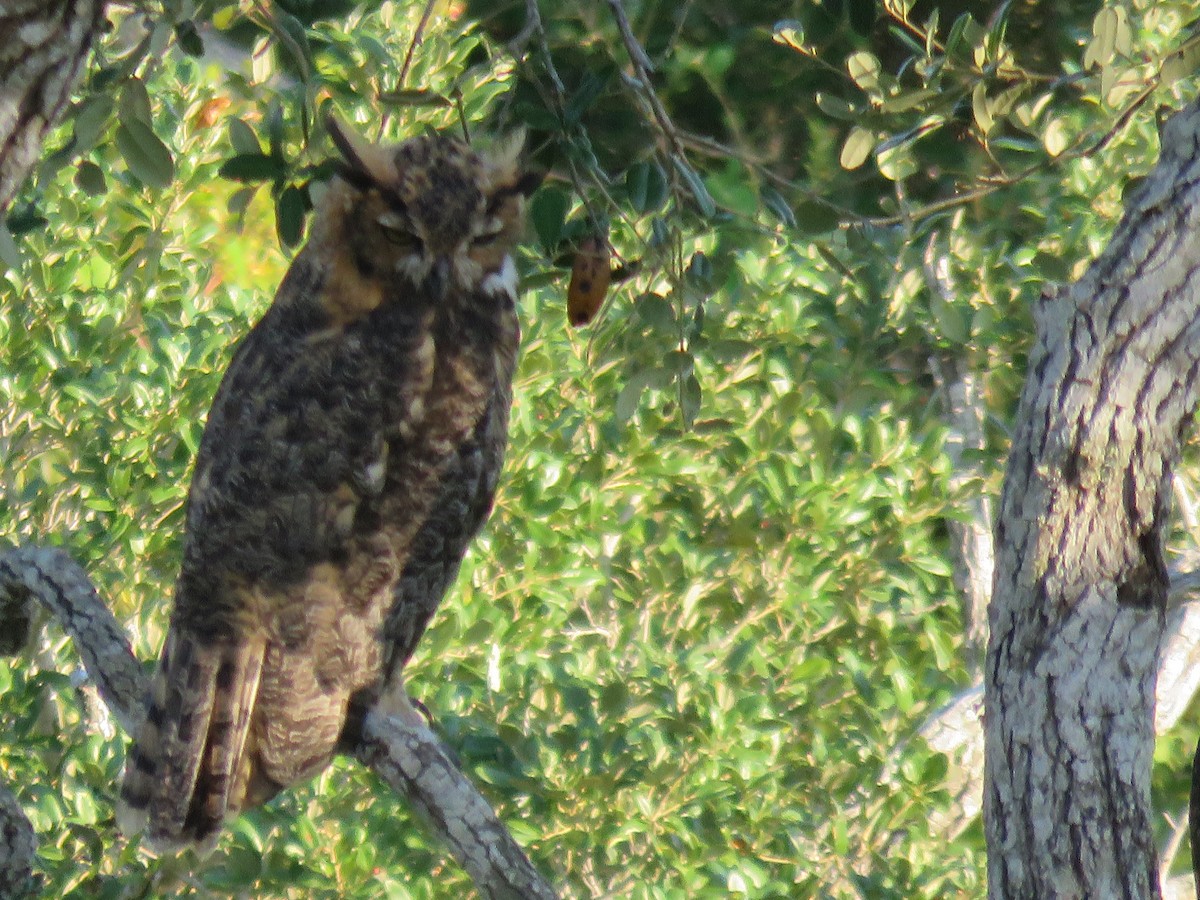 Great Horned Owl - ML369503371