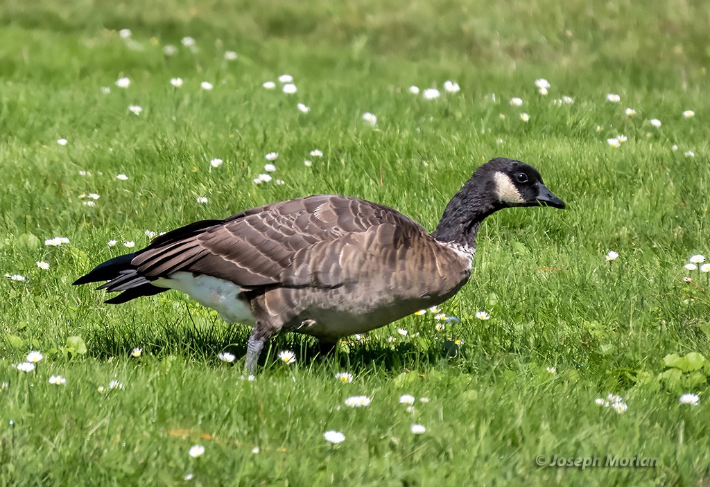 Cackling Goose (Aleutian) - ML369504991