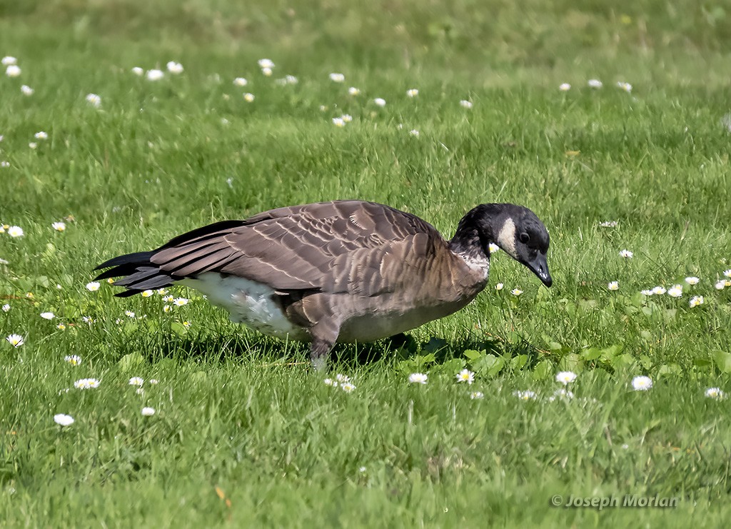 Cackling Goose (Aleutian) - ML369505001