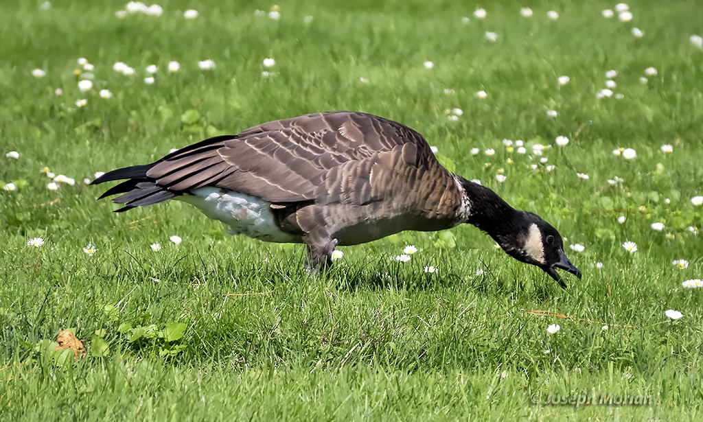 Cackling Goose (Aleutian) - ML369505021