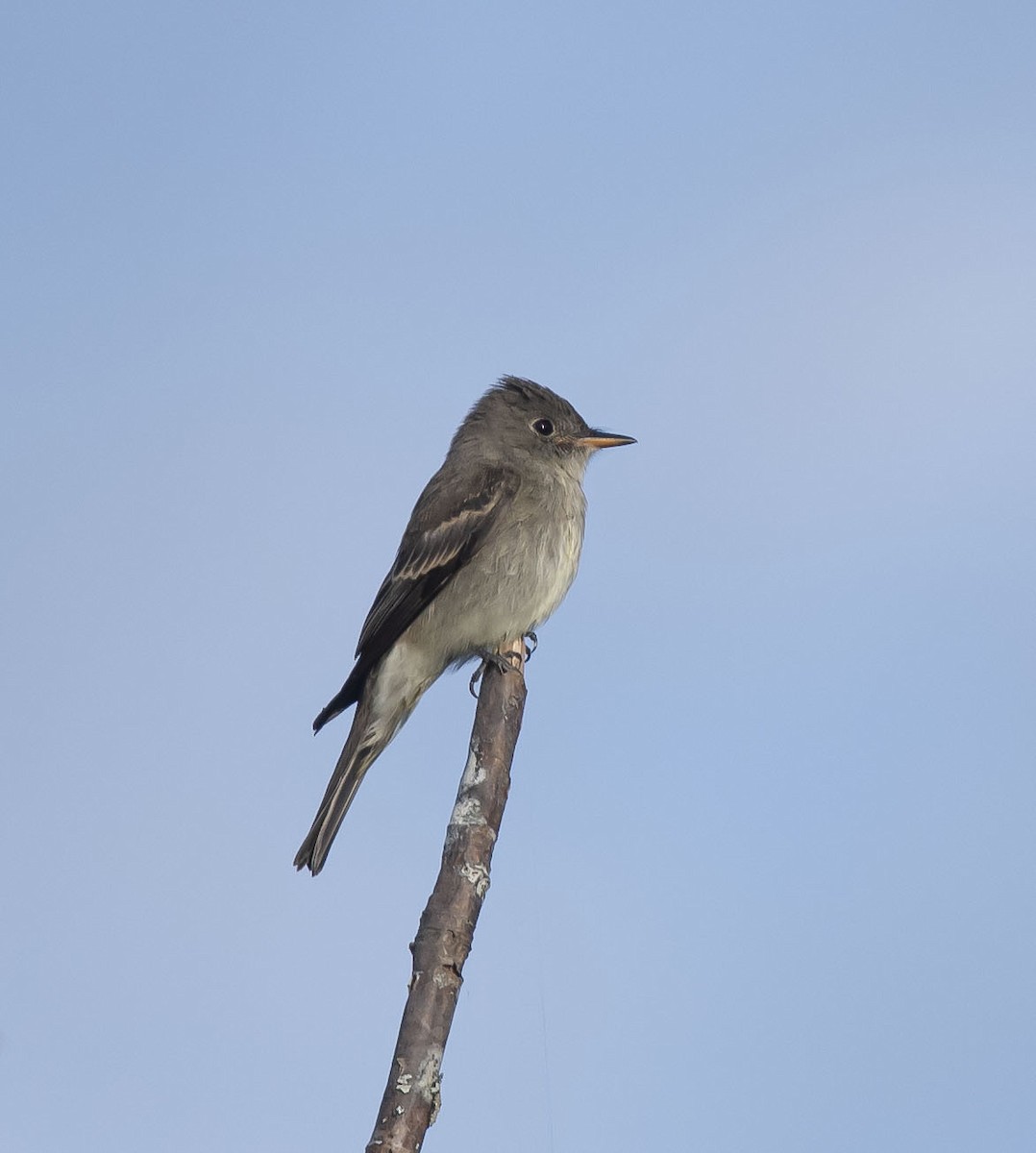 Eastern Wood-Pewee - Ronnie d'Entremont