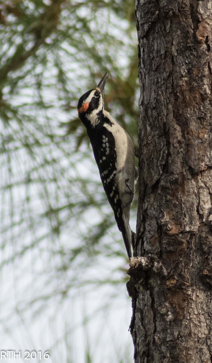 Hairy Woodpecker - ML36950901