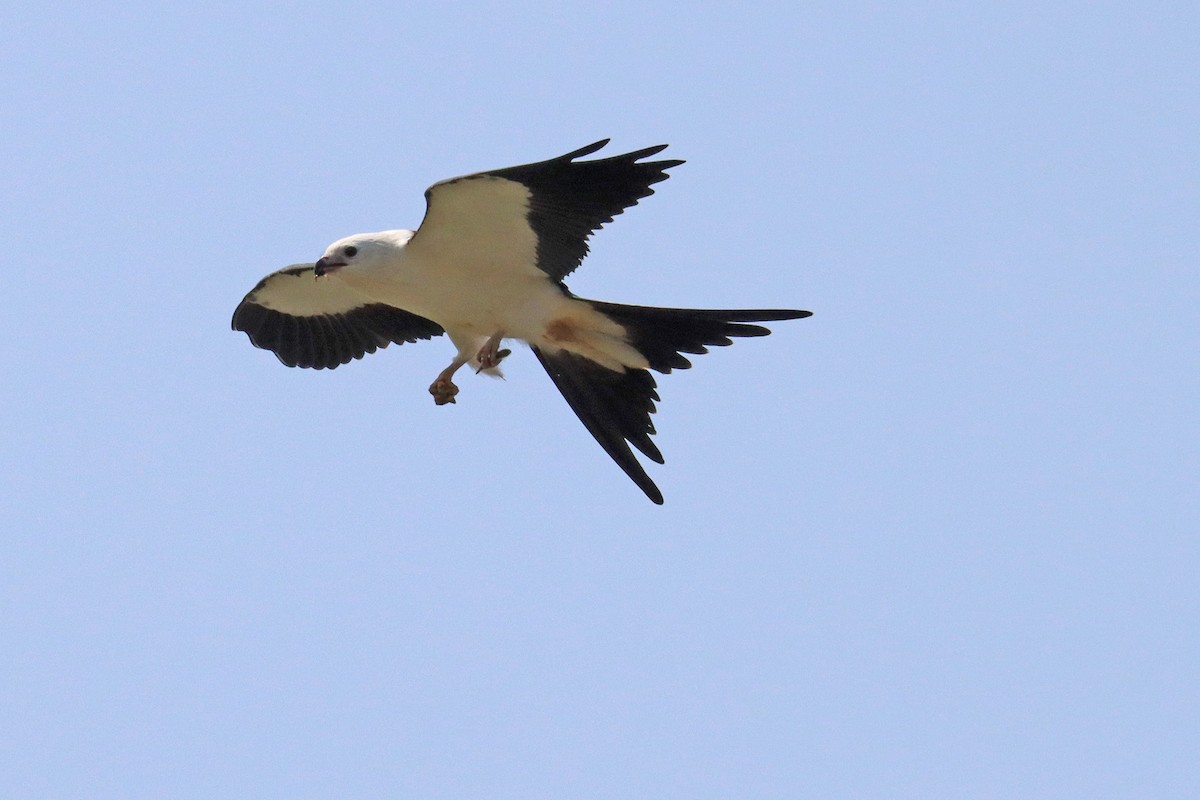 Swallow-tailed Kite - ML369513861