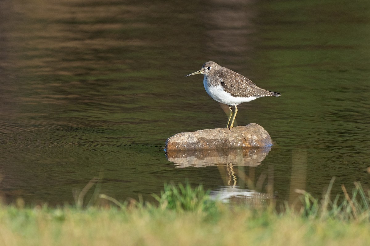 Solitary Sandpiper - Jeff Young