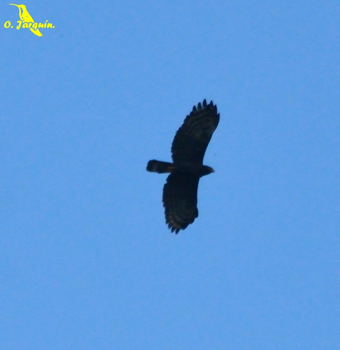 Black Hawk-Eagle - Orlando Jarquín