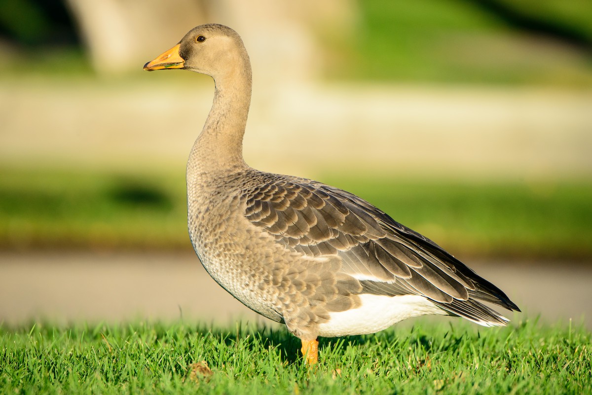 Greater White-fronted Goose - ML369528791