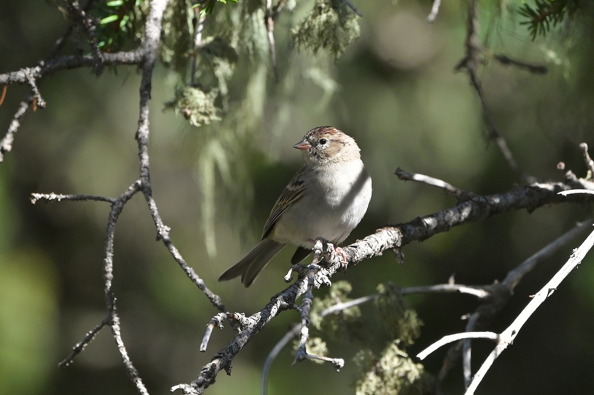Chipping Sparrow - ML369531941