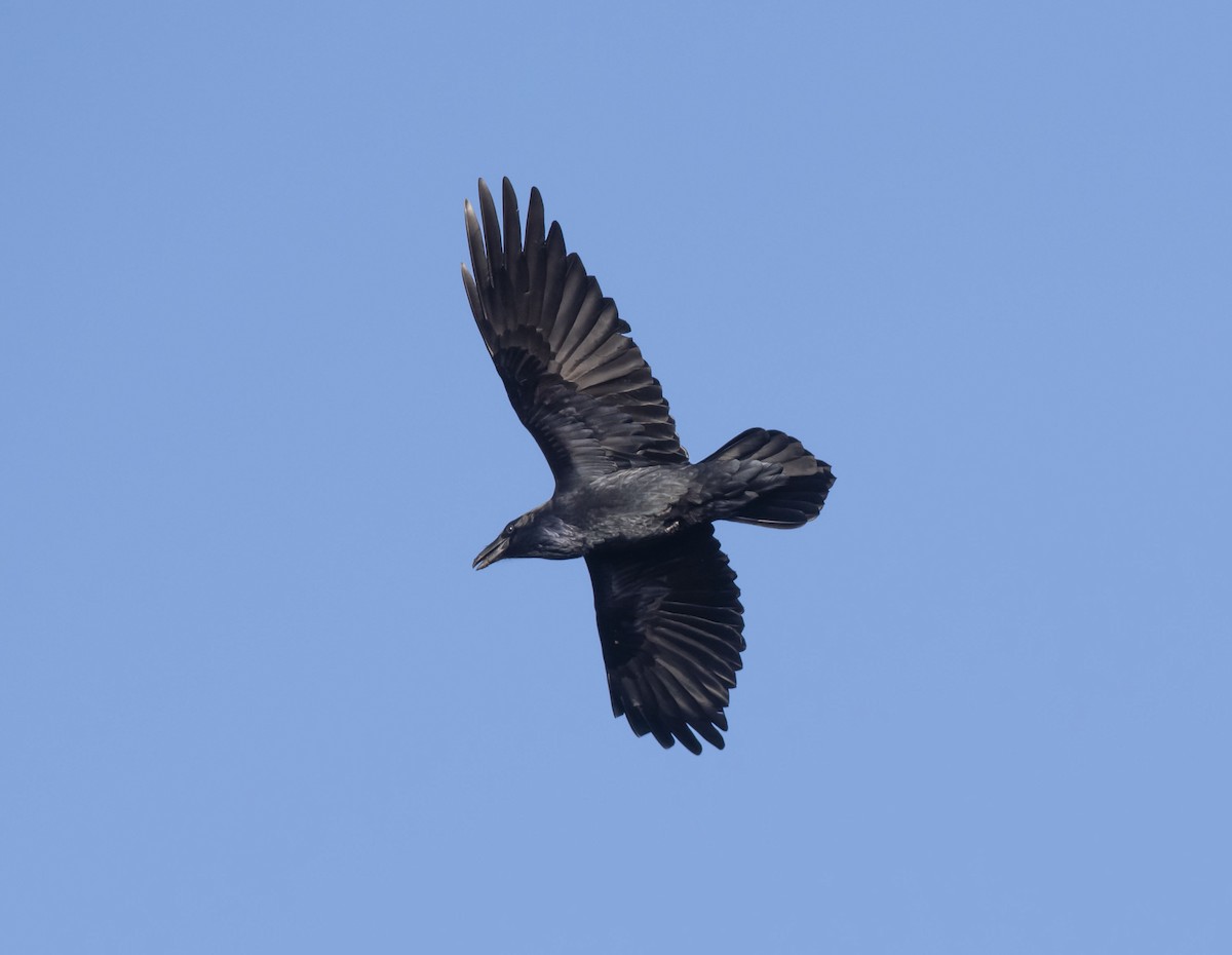 Common Raven - ML369537351