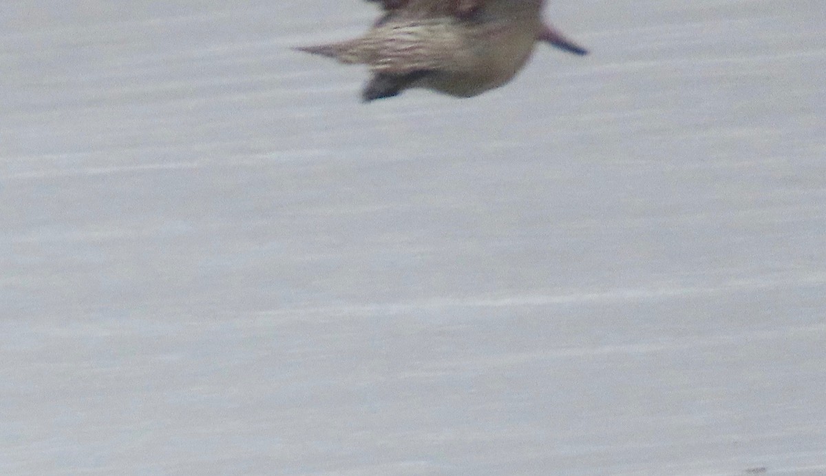 Bar-tailed Godwit (Siberian) - ML369540171