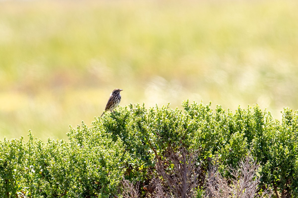 Song Sparrow - oscar gibbons