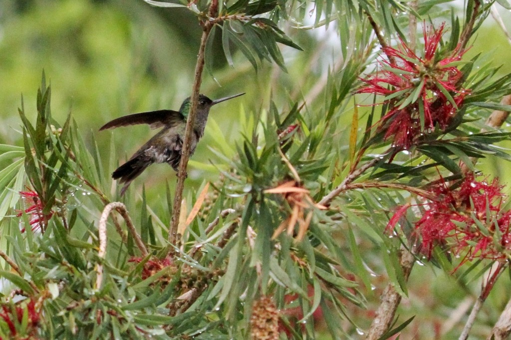 Charming Hummingbird - ML36955511