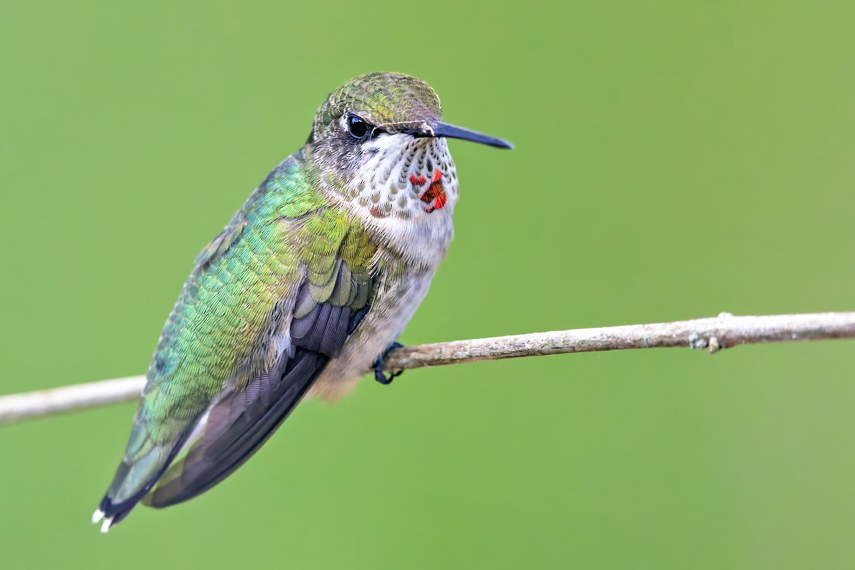 Ruby-throated Hummingbird - ML369555511