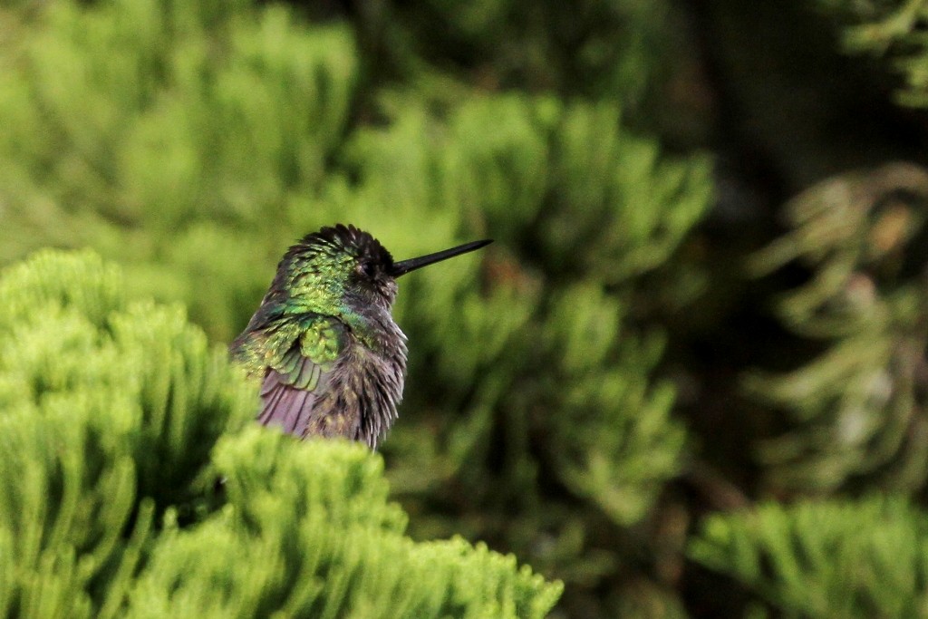 Violet-headed Hummingbird - Maurice Raymond