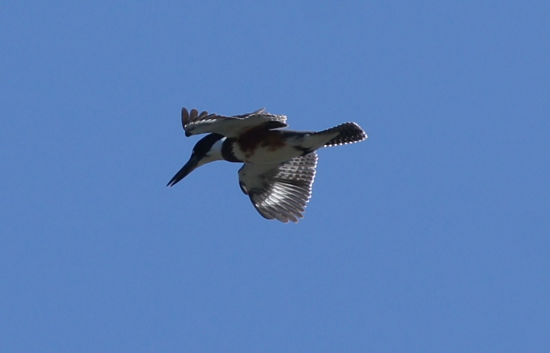 Belted Kingfisher - ML369558491