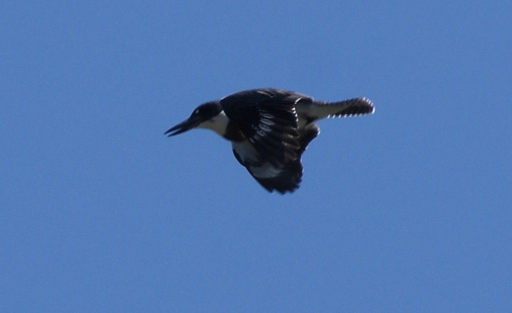 Belted Kingfisher - ML369558501