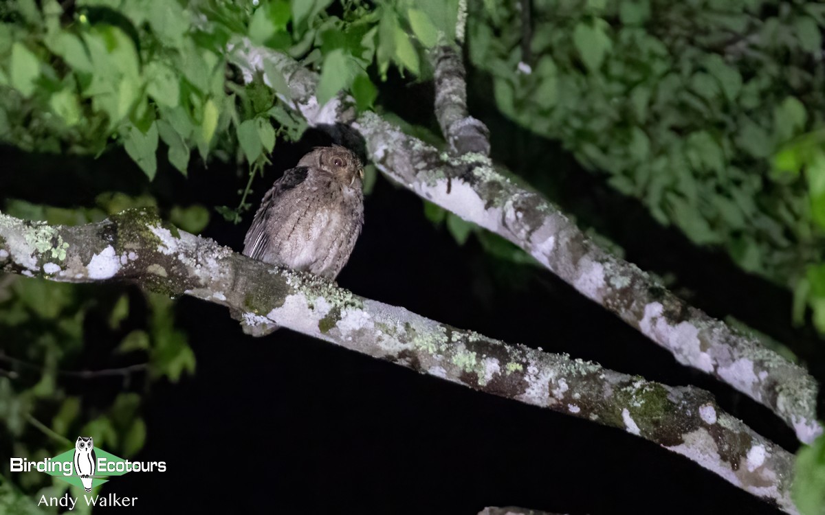 Wallace's Scops-Owl - Andy Walker - Birding Ecotours