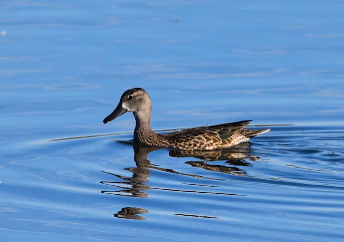 Blue-winged Teal - ML369576751
