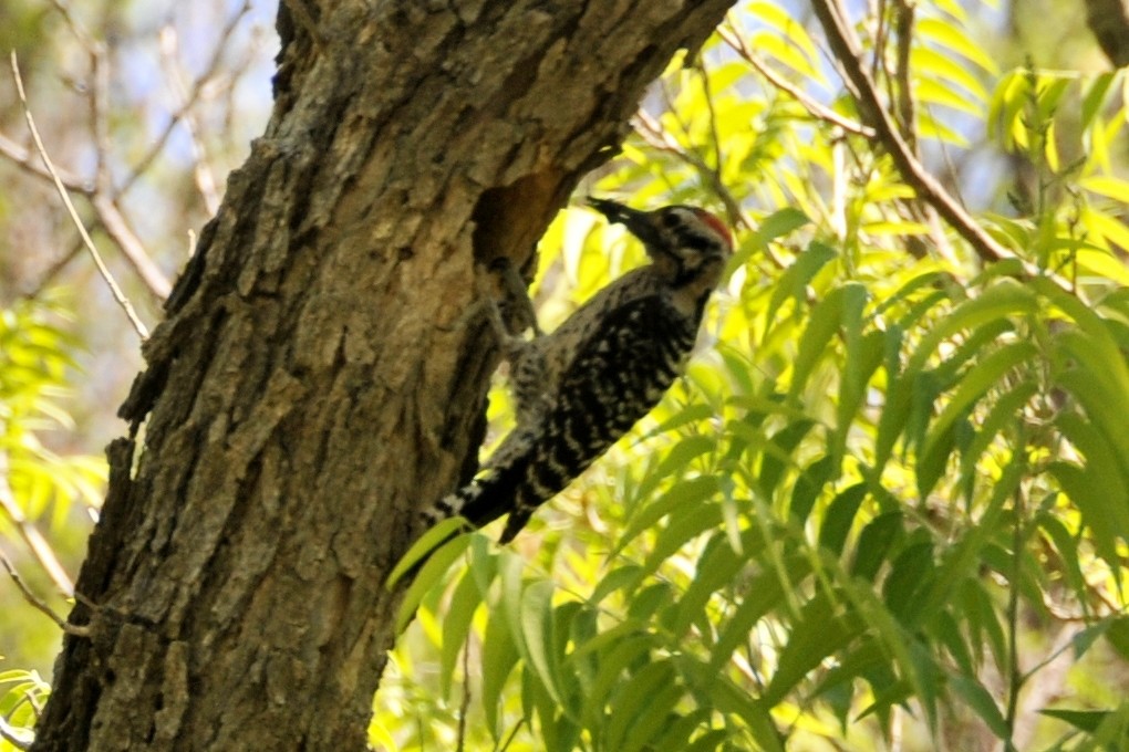 Ladder-backed Woodpecker - John Doty
