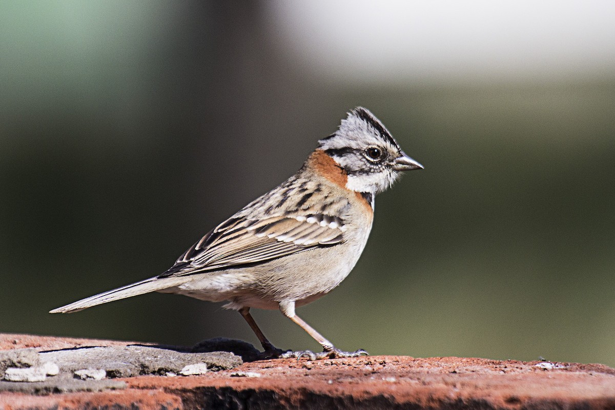 Rufous-collared Sparrow - ML369579811