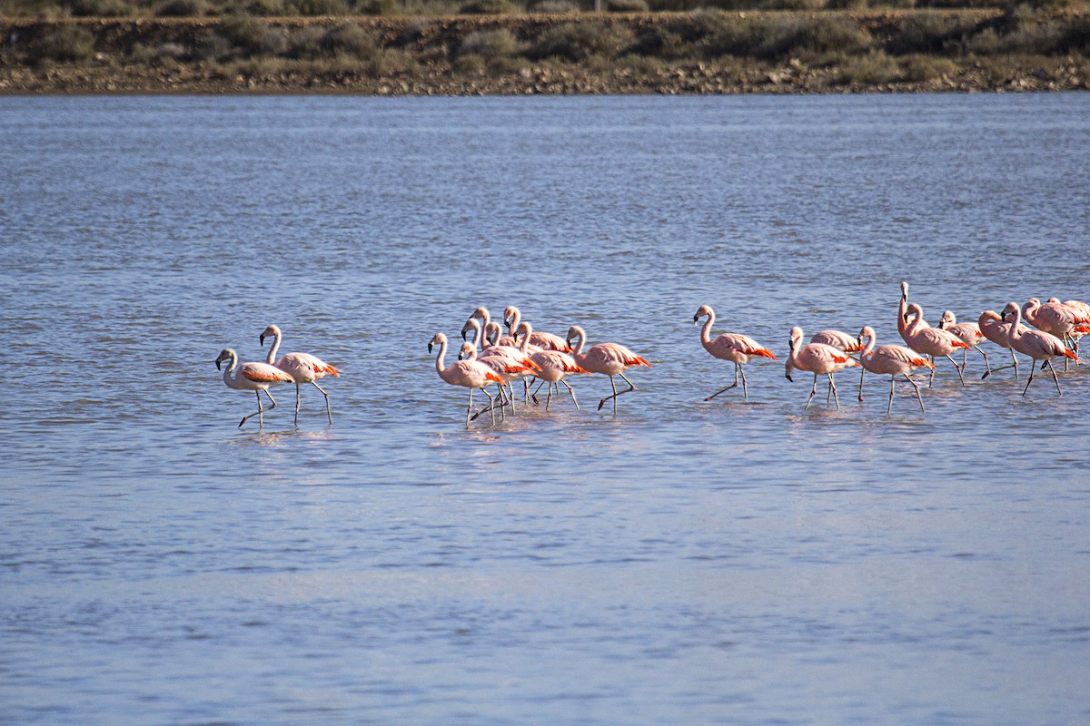 Chilean Flamingo - ML369581071