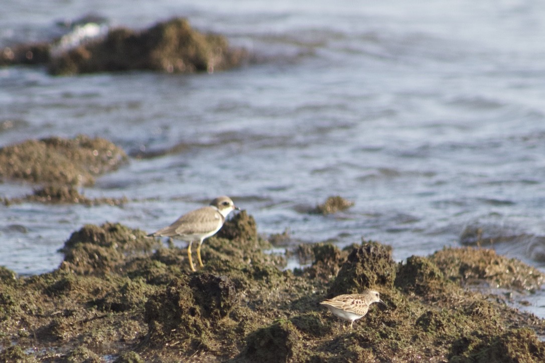 Semipalmated Plover - ML369585361