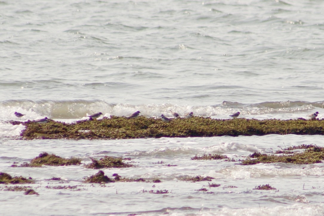 Semipalmated Plover - ML369587631