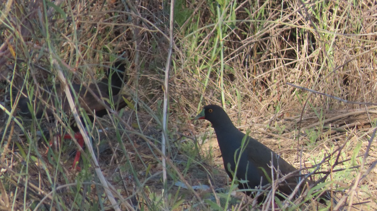 Black-tailed Nativehen - Jo Culican