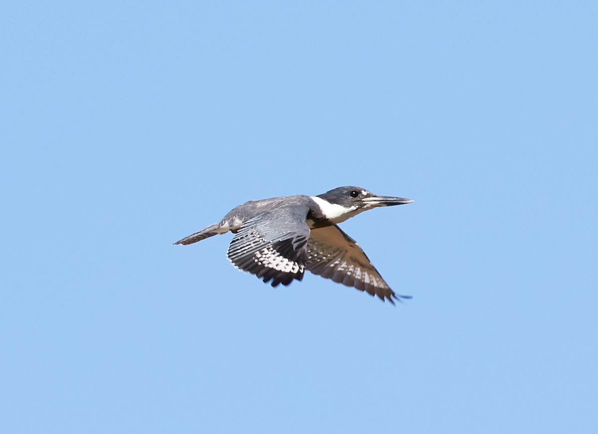 Belted Kingfisher - ML36959711