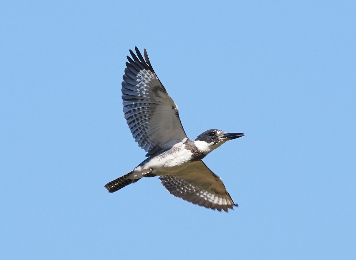 Belted Kingfisher - ML36959721