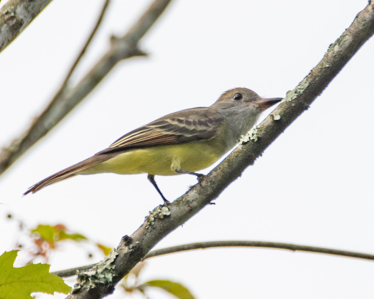 Great Crested Flycatcher - ML369601201