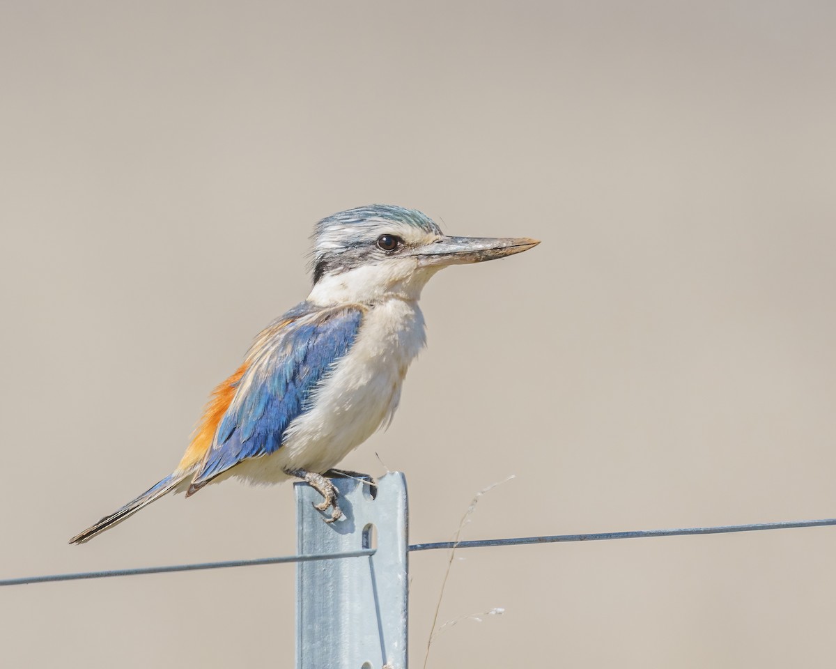 Red-backed Kingfisher - ML369602981